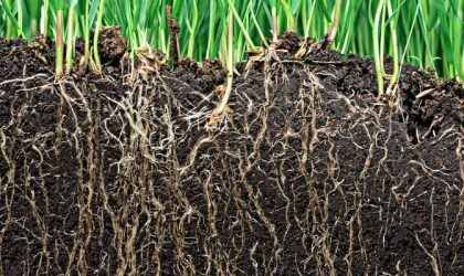 Significant effect of potassium humate on promoting root development and increasing yield