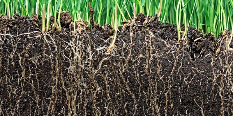 Significant effect of potassium humate on promoting root development and increasing yield