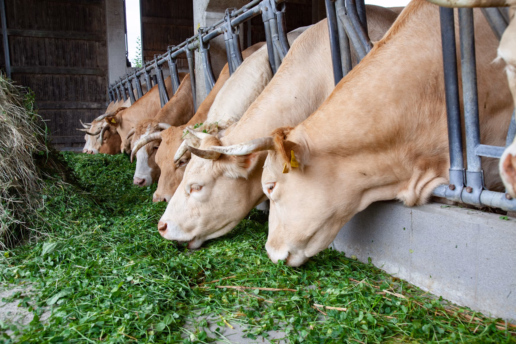 Humic acid is used as a feed additive for livestock