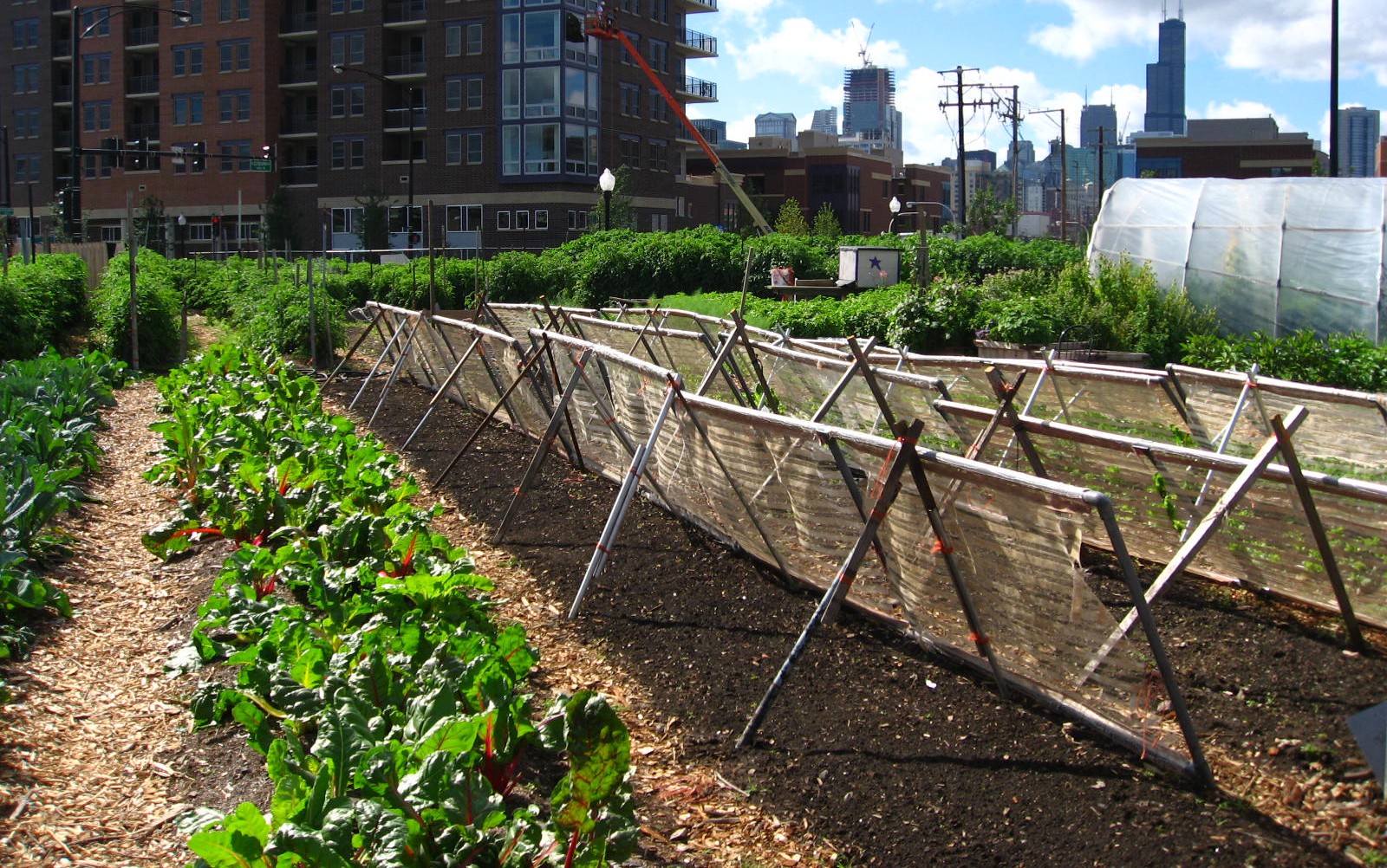 Humic acid is used for heavy metal adsorption