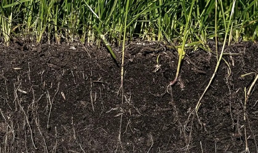 Humic acid is used for soil health