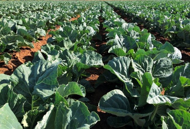 Potassium humate is used in organic farming