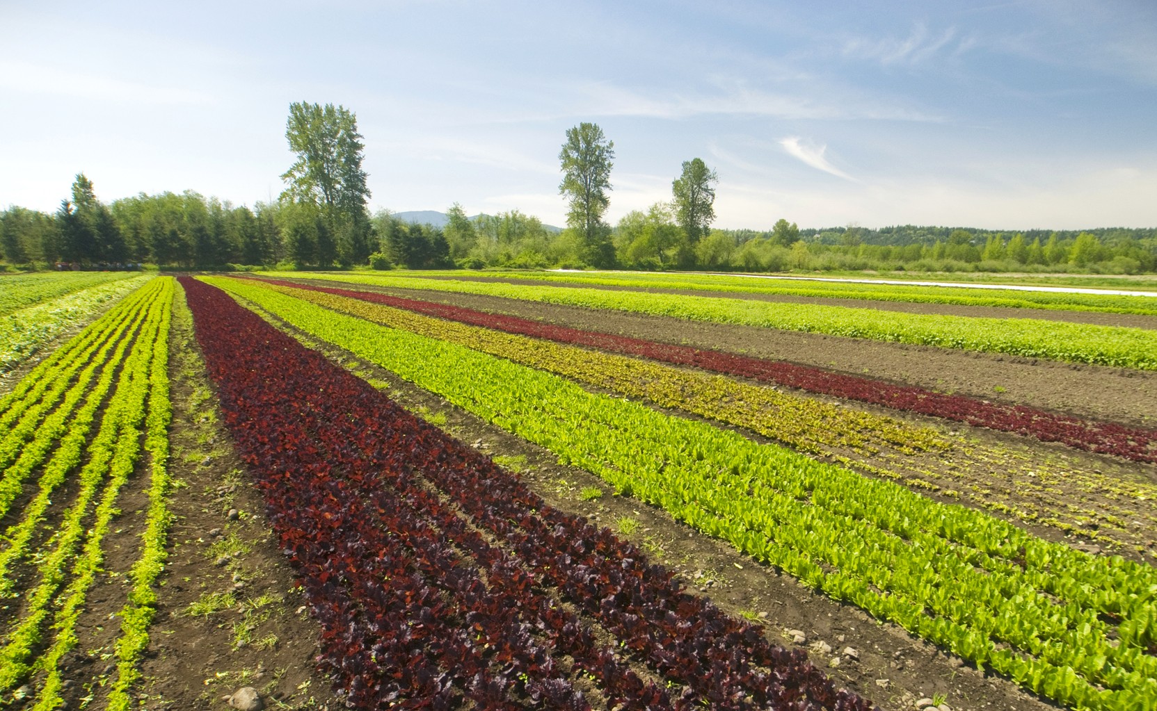 Potassium humate’s environmental benefits