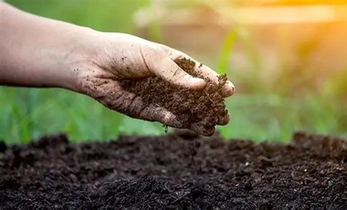 Sodium Humate is used for soil improvement