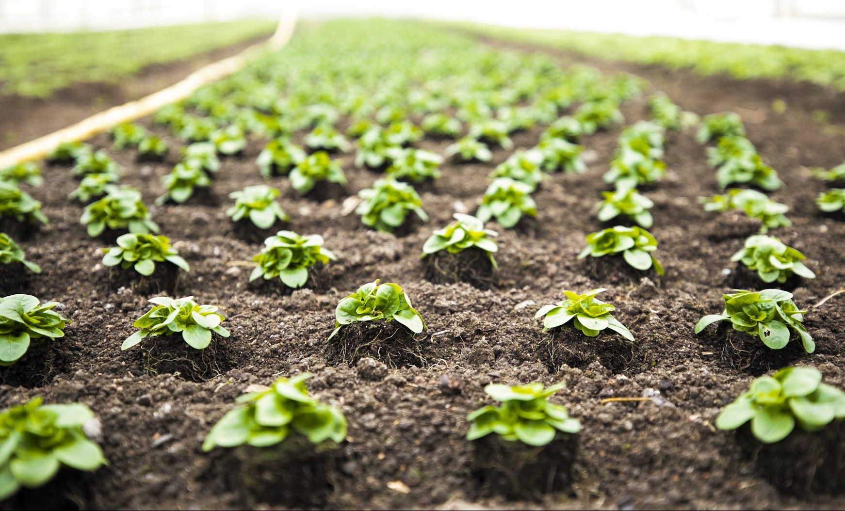 Humic acid is used in immune system support