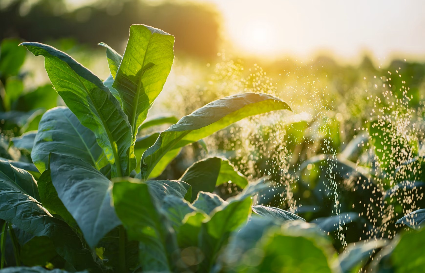 Humate cation exchange capacity