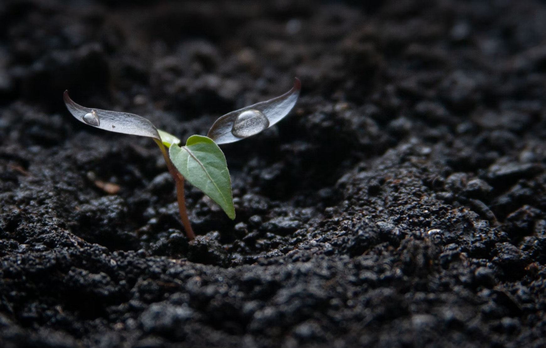 Humate for fall treatment