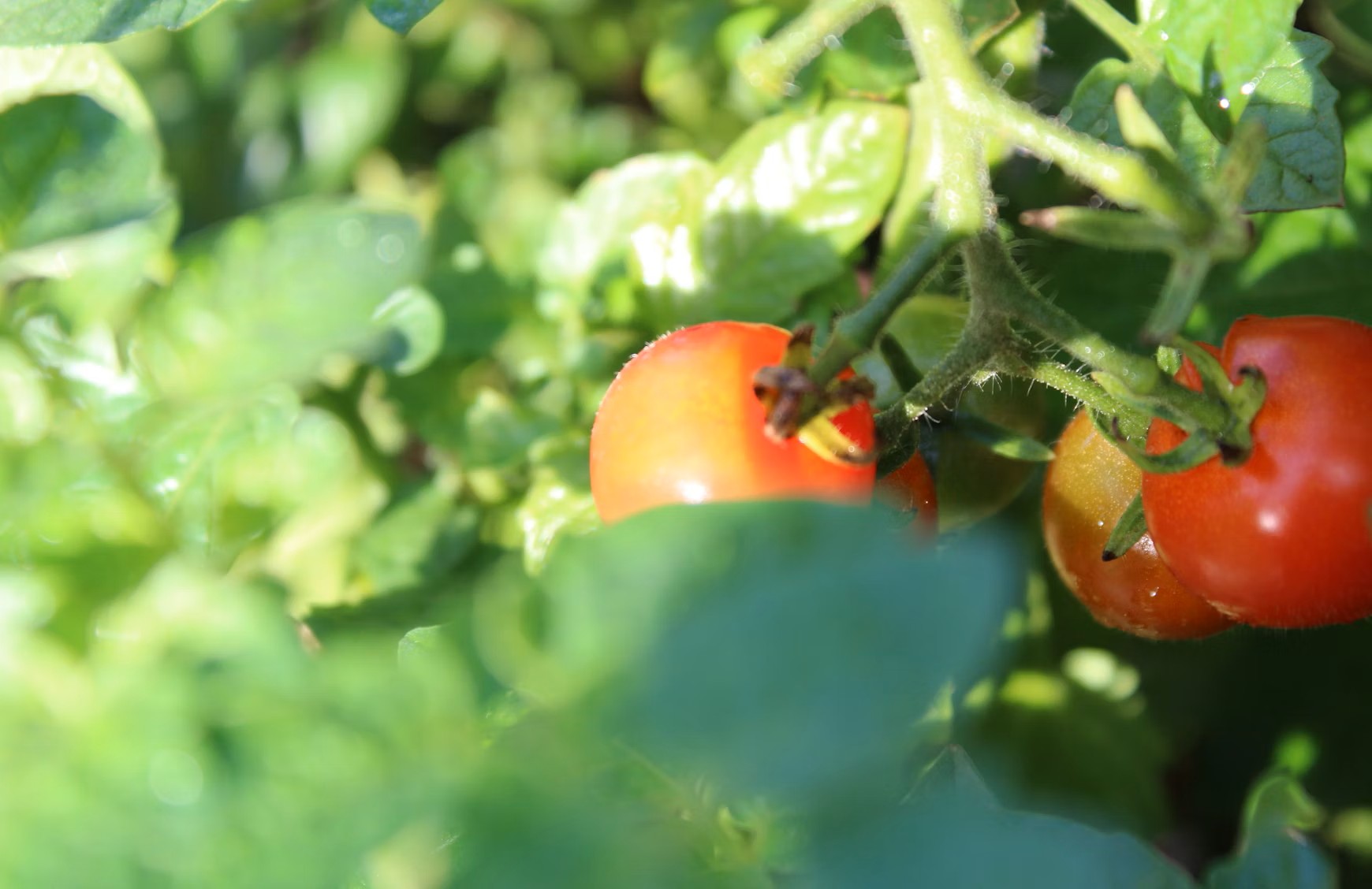 Humate for vegetable gardens