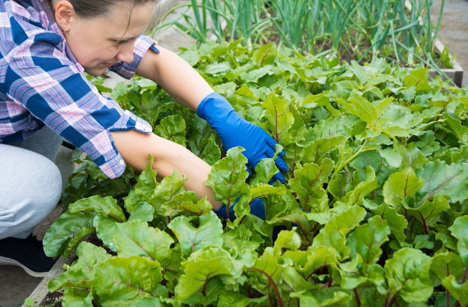 Humic Acid Application Rates - SAINT HUMIC ACID