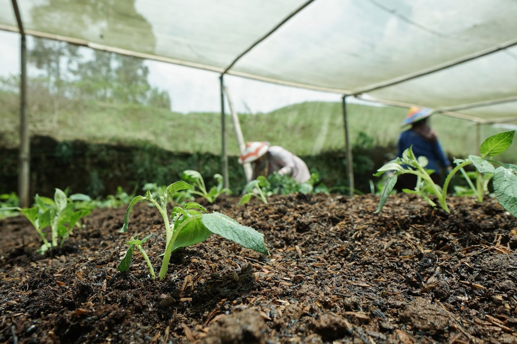 Potassium Fulvate Flakes