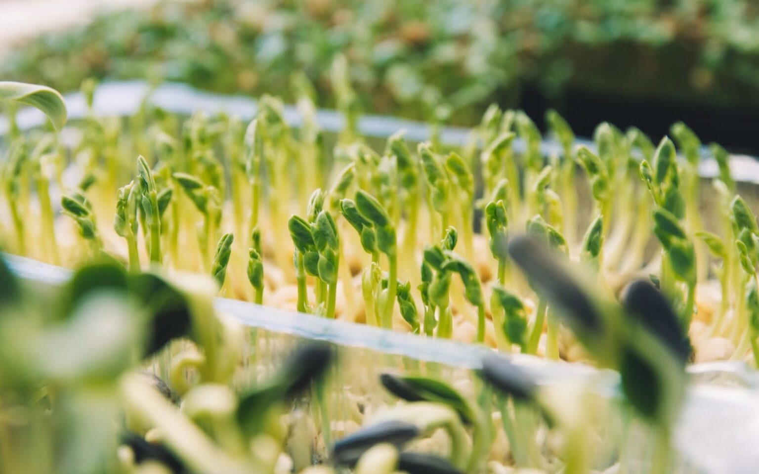 Humic Acid Application Rates - SAINT HUMIC ACID